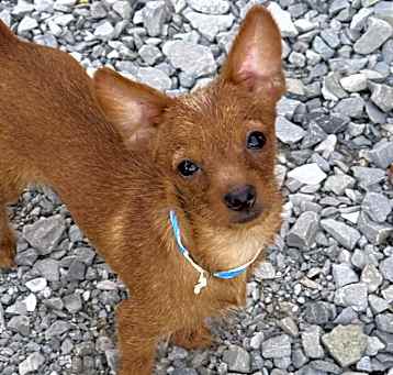 Photo of Archer