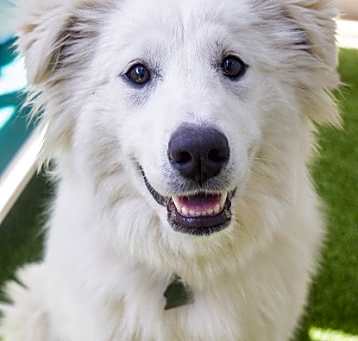 Photo of Goober