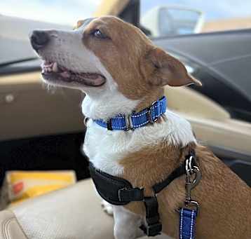 Photo of Buddy