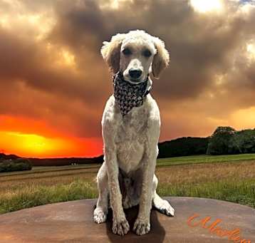 Photo of Marley