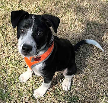 Photo of Onyx A1213