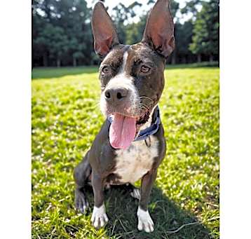 Photo of Lyla