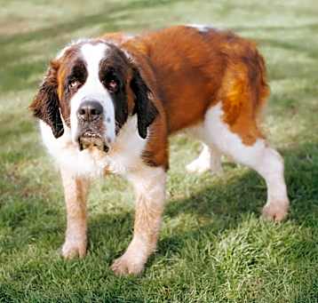 Photo of Abby
