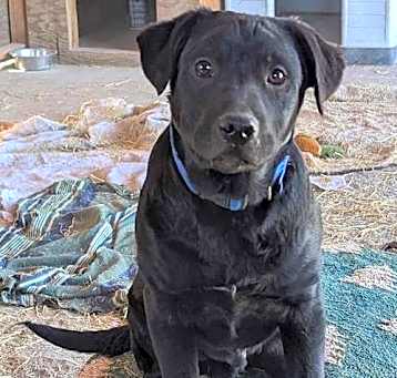 Photo of Shiloh