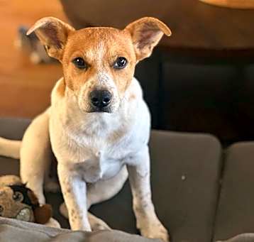 Photo of Brewster - Best Bud!