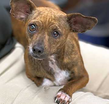 Photo of Fawn