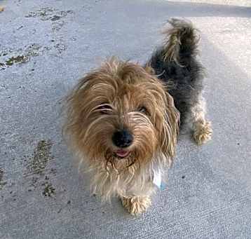 Photo of Biscuit