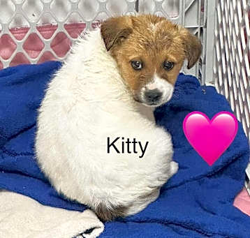 Photo of Kitty