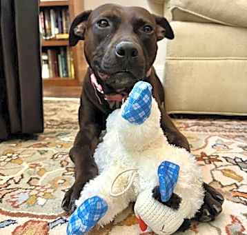 Photo of Moonpie