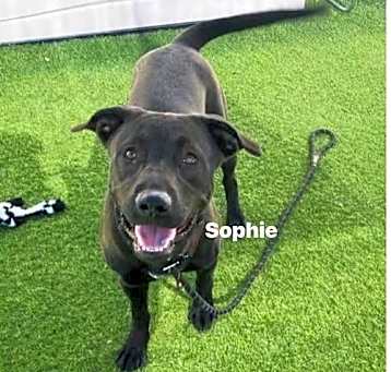 Photo of SOPHIE #5