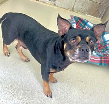 Photo of Buddy