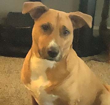 Photo of Daisy