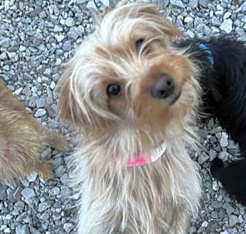 Photo of Poppy