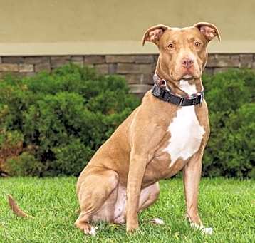 Photo of Cookie