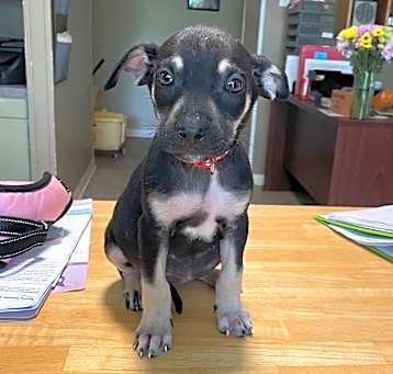 Photo of Emmy Lou
