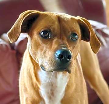 Photo of Mojo