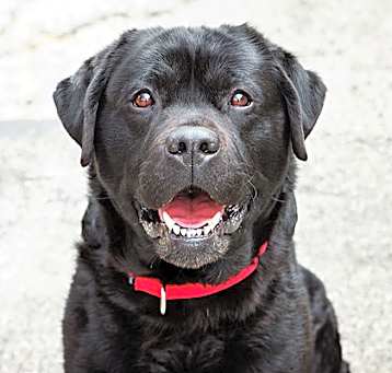 Photo of Baxter
