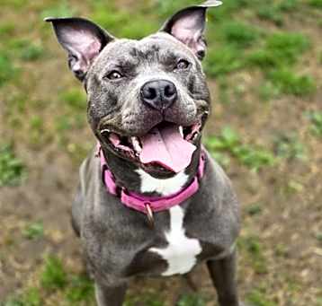 Photo of Nova