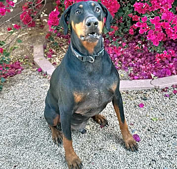 Photo of Scooby Doo