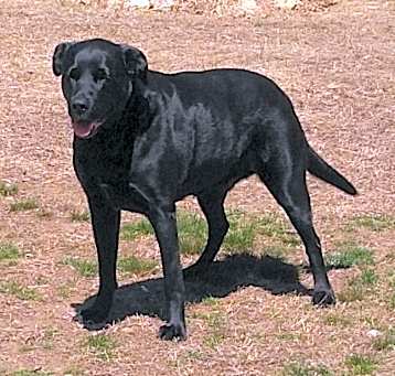Photo of Gumbo