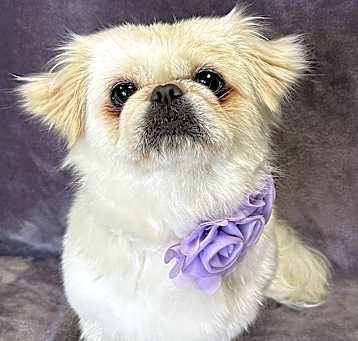 Photo of Tessa
