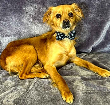 Photo of Hector