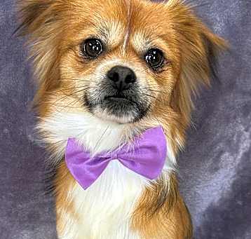 Photo of Brownie