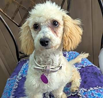 Photo of Polly Pocket