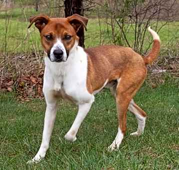 Photo of Whiskey