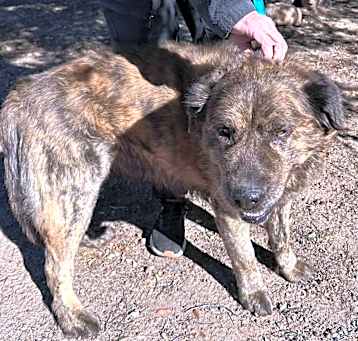 Photo of GRIZZLY