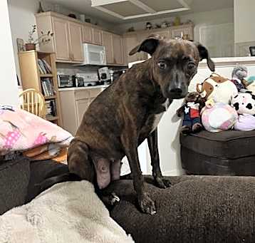 Photo of Gertie