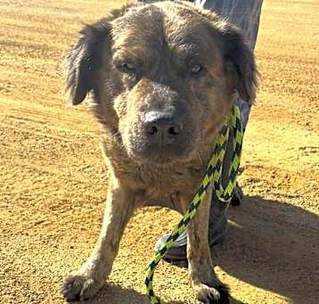 Photo of GRIZZLY