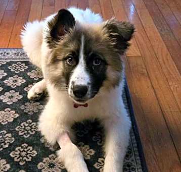 Photo of Guinevere