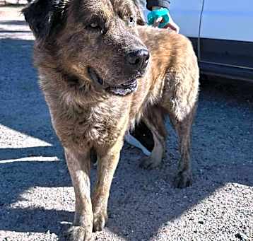 Photo of GRIZZLY
