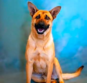 Photo of BUTTERS