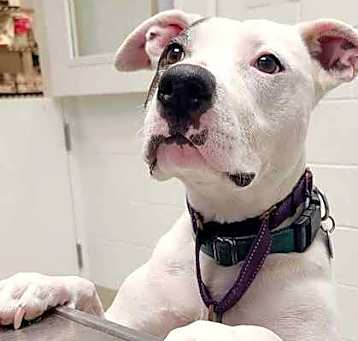 Photo of Dottie
