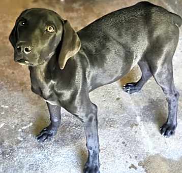 Photo of Magnolia