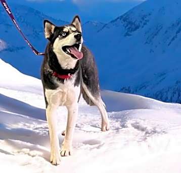 Photo of Skyler