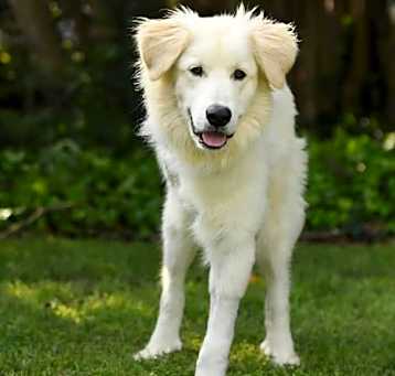 Photo of Hopper