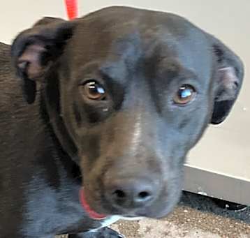 Photo of Blackie