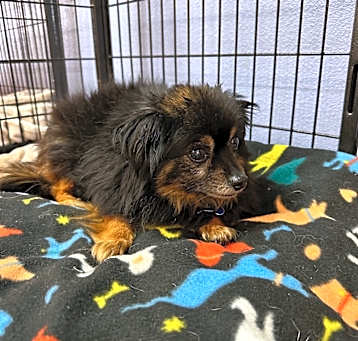 Photo of Mr. Pinkerton(814) - Claremont Location