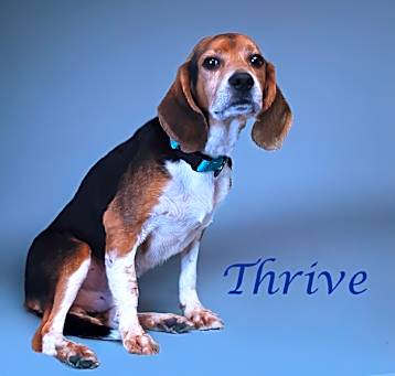 Photo of Thrive D25-060