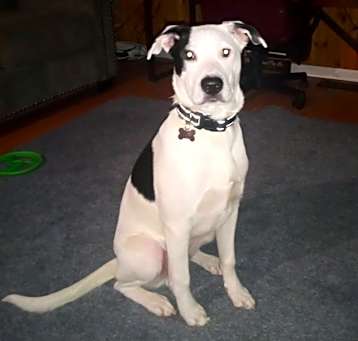 Photo of NY Bruno (Foster in Crompond)