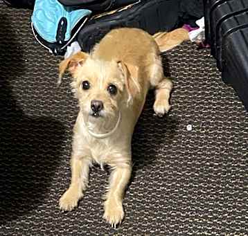 Photo of Deenie