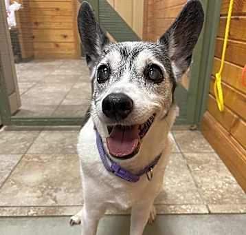 Photo of Foxy Roxy