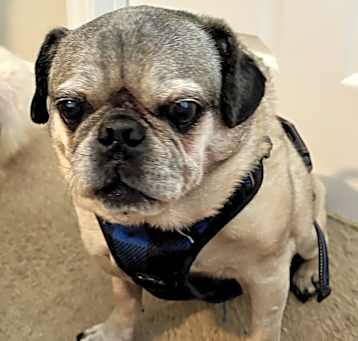 Photo of Vinnie