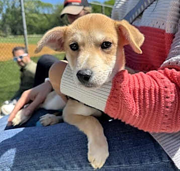 Photo of Dragonfly - Darling Pup!