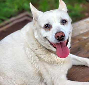 Photo of Sheba