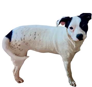 Photo of DORA