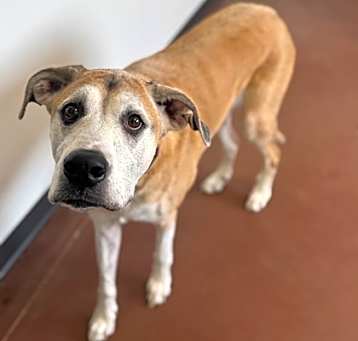 Photo of Poochey--- SPONSORED ADOPTION